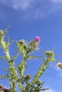 Milk thistle flower garden, front cover of magazine or billboard Royalty Free Stock Photo