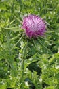 Milk thistle, flower head in bloom Royalty Free Stock Photo