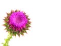 Milk thistle flower Royalty Free Stock Photo