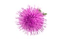 Milk thistle flower isolated on white background macro Royalty Free Stock Photo