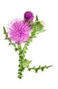 Milk thistle flower isolated on white background macro Royalty Free Stock Photo