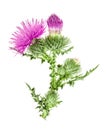 Milk thistle flower isolated on white background macro Royalty Free Stock Photo