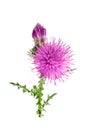 Milk thistle flower isolated on white background macro Royalty Free Stock Photo