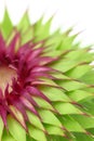 Milk thistle flower Royalty Free Stock Photo