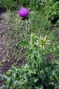 Milk thistle flower