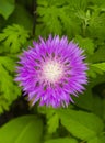 milk thistle flower. milk thistle. pink milk thistle flower, close up, shallow dof