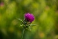 Milk Thistle Flower Silybum or Carduus Marianum  Blooming with Traces if Pollen at the Bottom of Carcassonne Citadel Royalty Free Stock Photo