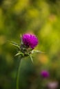 Milk Thistle Flower Silybum or Carduus Marianum  Blooming with Traces if Pollen at the Bottom of Carcassonne Citadel Royalty Free Stock Photo