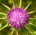 Magnificent flowerhead of Milk thistle Royalty Free Stock Photo