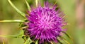 Magnificent milk thistle flower in full splendor Royalty Free Stock Photo