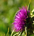 Colorful milk thistle flower with sweet pollen Royalty Free Stock Photo