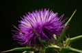 Milk thistle flower, silybum marianum Royalty Free Stock Photo