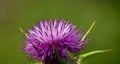 Milk thistle flower, silybum marianum Royalty Free Stock Photo