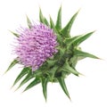 Milk thistle flower Silybum marianum isolated