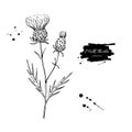 Milk thistle flower vector drawing set. Isolated wild plant and leaves. Herbal engraved style Royalty Free Stock Photo