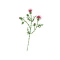 Milk thistle flower. Wild blooming plant. Botanical drawing of Celtic floral herb with thorns. Meadow medicinal