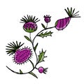 Milk Thistle flowers. Silymarin. Vector botanical illustration isolated on white Royalty Free Stock Photo