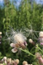 Milk thistle fluff seeds and flowers, front cover of magazine or billboard Royalty Free Stock Photo