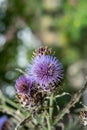 Milk Thistle in full bloom growing in the garden Royalty Free Stock Photo