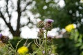 Milk Thistle in full bloom growing in the garden Royalty Free Stock Photo