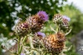 Milk Thistle in full bloom growing in the garden