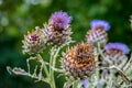 Milk Thistle in full bloom growing in the garden Royalty Free Stock Photo