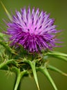 Milk thistle in full bloom, silybum marianum Royalty Free Stock Photo