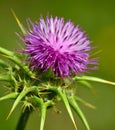 Milk thistle in full bloom, silybum marianum Royalty Free Stock Photo