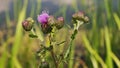 Milk thistle on green field wavin on wind. Macro video close up