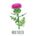 Milk Thistle icon in flat style isolated on white