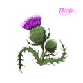 Milk thistle isolated flower. Cartoon wildflower. Wild plant icon. Hand drawn meadow herb