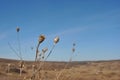 Milk thistle last year`s weathered dry flowers, autumn sky and grass background