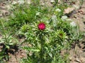 Milk thistle macro very shallow depth of field beautiful purple