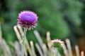 Milk thistle in a meadow.