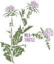 Milk thistle plant in color drawing vector illustration