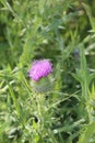 Milk thistle plant front cover of magazine or billboard Royalty Free Stock Photo