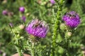 Milk Thistle plant Silybum marianum herbal remedy. Scotch thistle, Cardus marianus, Blessed milk thistle. Royalty Free Stock Photo