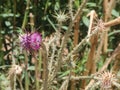 Milk Thistle purple flower with its thrones in the wilderness mountains and valleys of saint Catherine  in Egypt Royalty Free Stock Photo