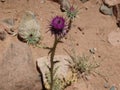 Milk Thistle purple flower with its thrones in the wilderness mountains and valleys of saint Catherine  in Egypt Royalty Free Stock Photo