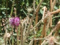 Milk Thistle purple flower with its thrones in the wilderness mountains and valleys of saint Catherine  in Egypt Royalty Free Stock Photo