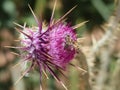 Milk Thistle purple flower with its thrones in the wilderness mountains and valleys of saint Catherine  in Egypt Royalty Free Stock Photo