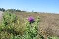 Milk thistle