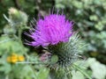 Milk thistle / Silybum marianum / Cardus marianus, Blessed milkthistle, Saint Mary`s thistle, Mediterranean milk thistle, Royalty Free Stock Photo