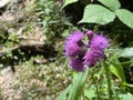 Milk thistle / Silybum marianum, Cardus marianus, Blessed milkthistle, Saint Mary`s thistle, Variegated thistle, Mariendistel, Royalty Free Stock Photo