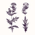 Milk Thistle Silybum marianum, cardus marianus, Marian, Saint Mary`s, Mediterranean or Scotch thistle set, leaf flower, stem