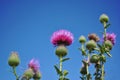 Milk Thistle Silybum marianum, cardus marianus, Marian, Saint Mary`s, Mediterranean or Scotch thistleblooming flowers