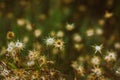Milk thistle (silybum marianum) dried flowers, plants, prickly flower heads. Royalty Free Stock Photo