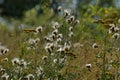 Milk thistle or silybum marianum forming seeds after flowering in a summer meadow Royalty Free Stock Photo