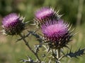 Milk Thistle (Silybum marianum) in the garden