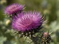 Milk Thistle (Silybum marianum) in the garden